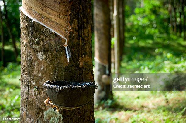 extracción de caucho filas - latex fotografías e imágenes de stock