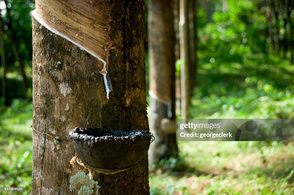 Rubber Tapping Rows