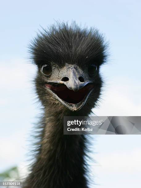 Emu Getting Scared 9,024 Emu Stock Photos, High-Res Pictures, and Images - Getty Images