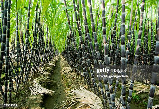 plantação de cana de açúcar - cana de açúcar imagens e fotografias de stock