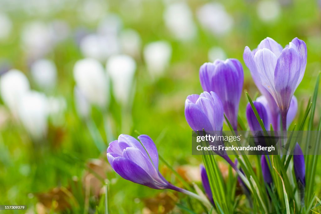 Blue Frühlingskrokussen im Frühling