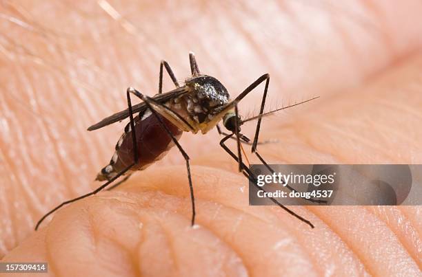 biting mosquito - chewing stock pictures, royalty-free photos & images