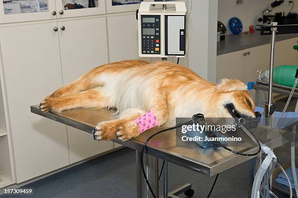 vet surgery room - dead dog stock pictures, royalty-free photos & images