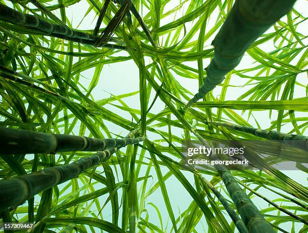 13,164 Sugar Cane Photos and Premium High Res Pictures - Getty Images 13,164 Sugar Cane Photos and Premium High Res Pictures - Getty Images