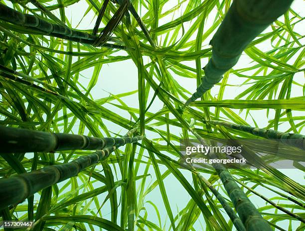 sugar cane from below - sugar cane field stock pictures, royalty-free photos & images