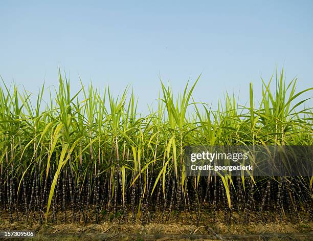 sugar cane plantation - sugar cane stock pictures, royalty-free photos & images