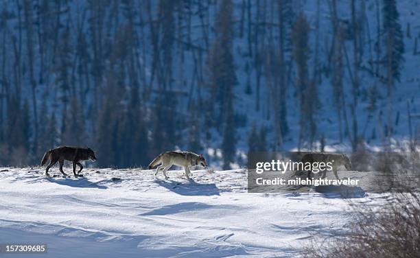 three druid timber wolves on snow in yellowstone - grijze wolf stockfoto's en -beelden