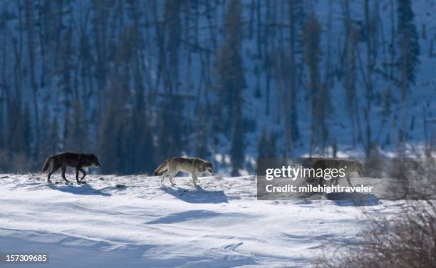 three druid wolves trot snowy lamar valley yellowstone national park - yellowstone wolves stockfoto's en -beelden