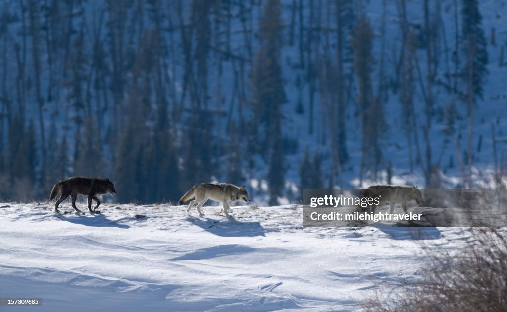 Três Druid madeira wolves na neve em Yellowstone