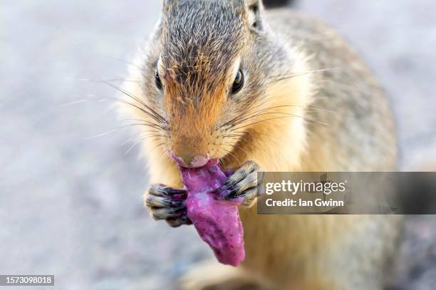 ground squirrel with fruit - glacier county montana stockfoto's en -beelden