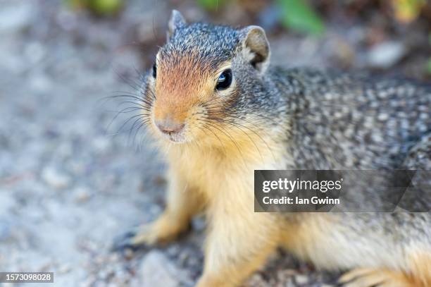 ground squirrel_1 - glacier county montana stockfoto's en -beelden