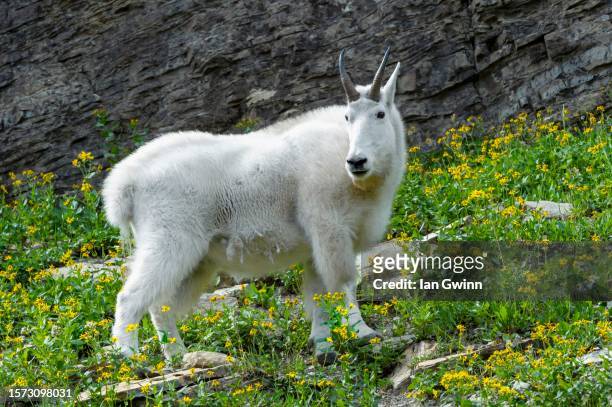 mountain goat - ian gwinn 個照片及圖片檔