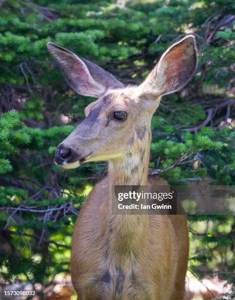 mule deer - glacier county montana stockfoto's en -beelden