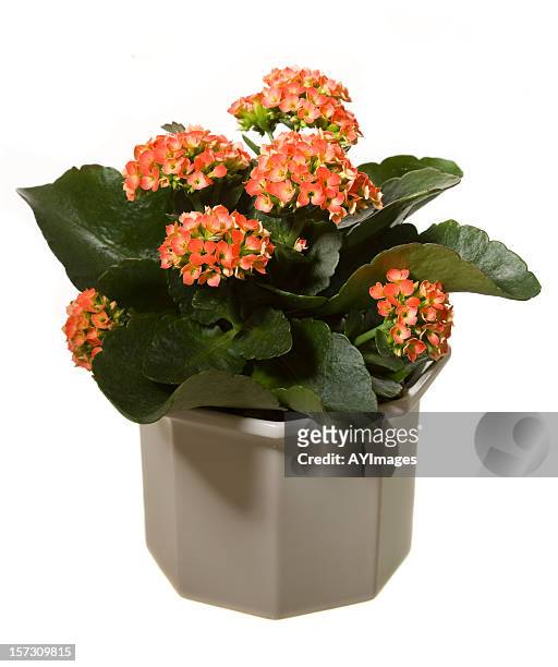 kalanchoe - kalanchoe stock pictures, royalty-free photos & images
