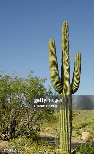 perfectly shaped three arm desert saguaro cactus - saguaro cactus stock pictures, royalty-free photos & images