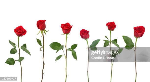 red roses (xxl) - single flower stockfoto's en -beelden
