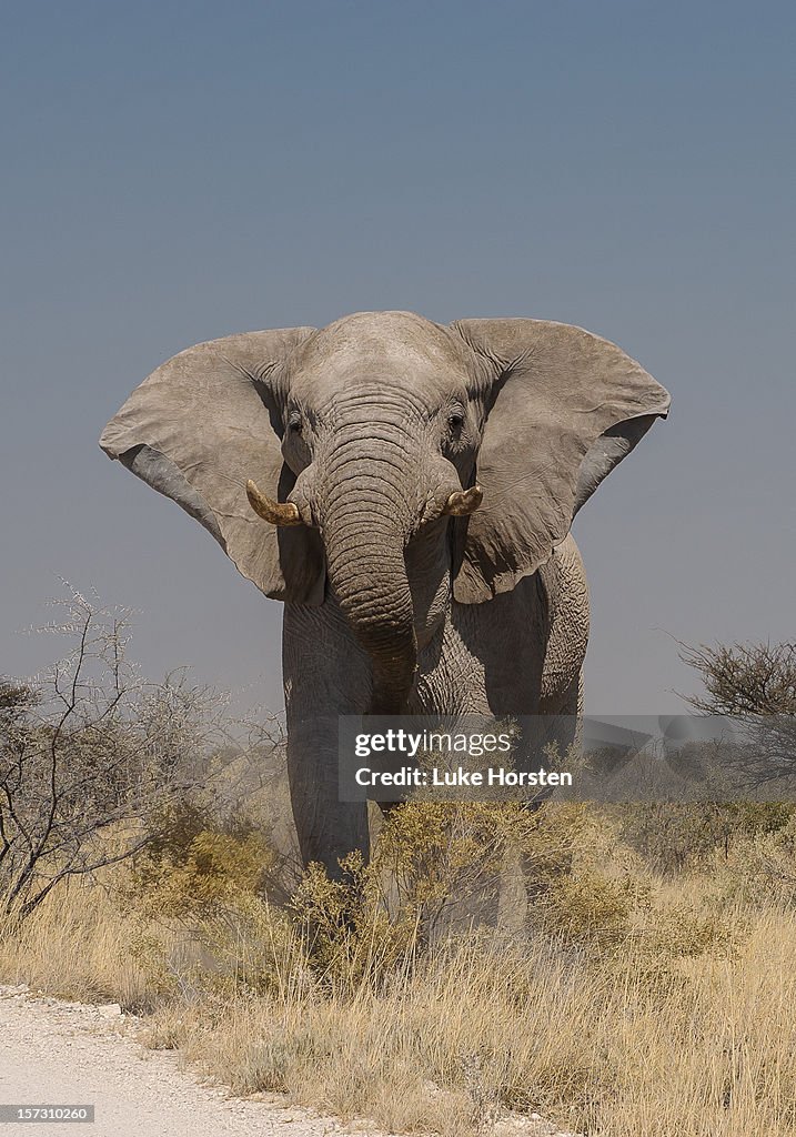 African Elephant. Etosha