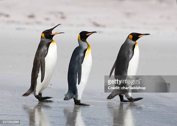 tres king penguins en la playa - pingüino fotografías e imágenes de stock