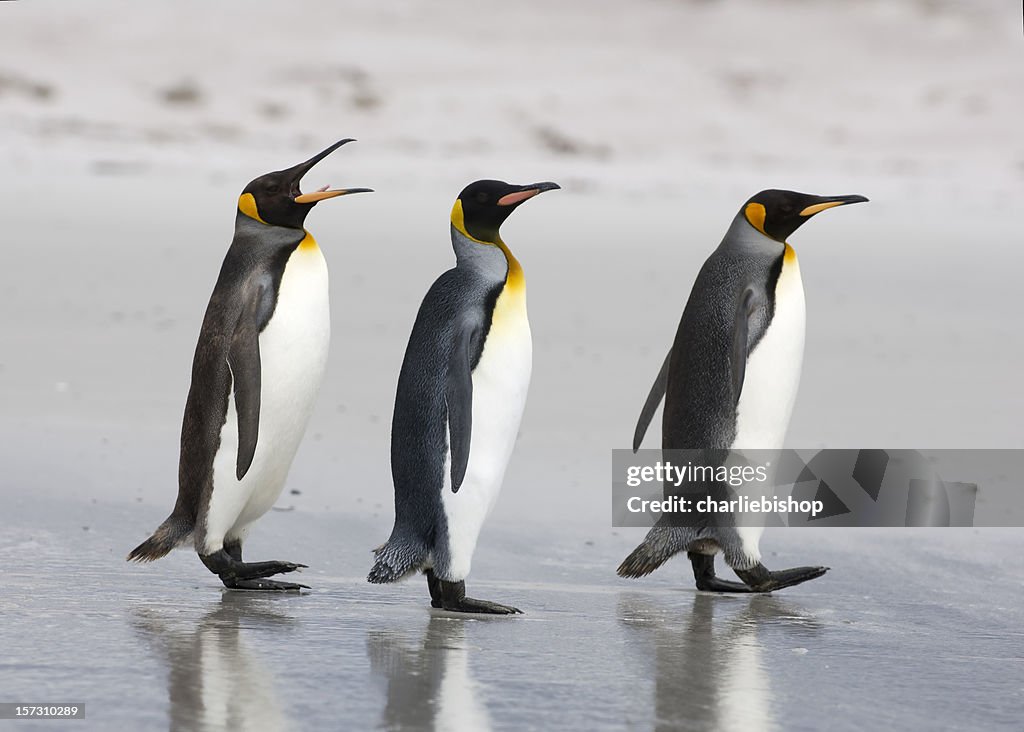 Três King pinguins na praia