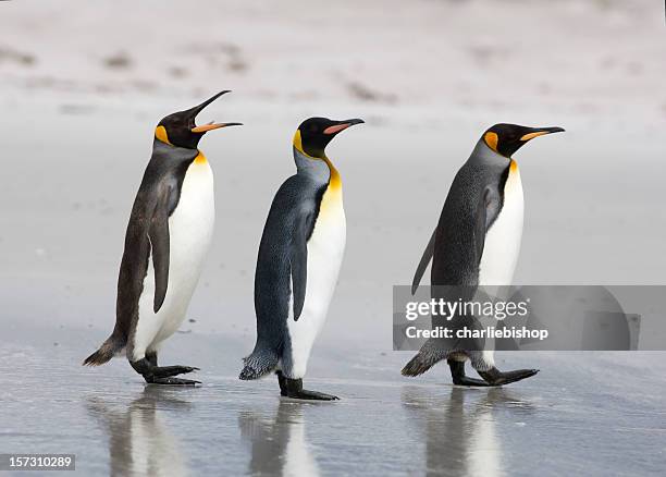 three king penguins on a beach - call of the wild 個照片及圖片檔