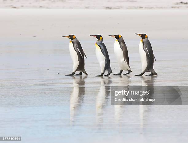 cuatro camas king penguins en la playa - pingüino fotografías e imágenes de stock
