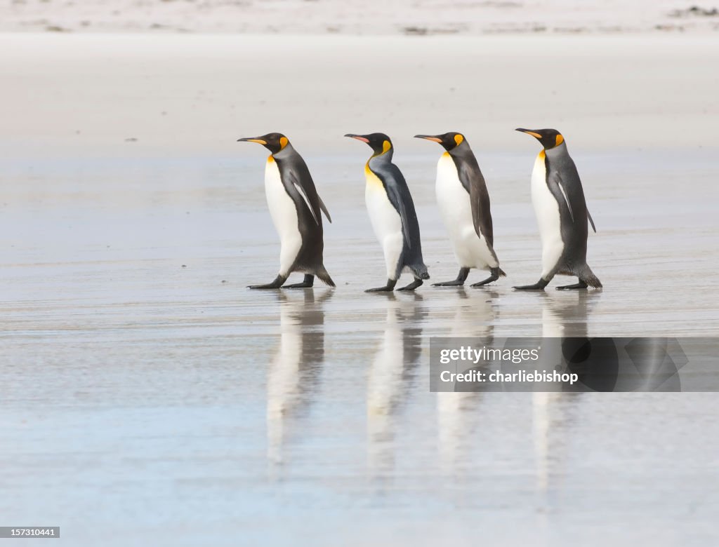 Quatre des pingouins sur la plage avec très grand lit