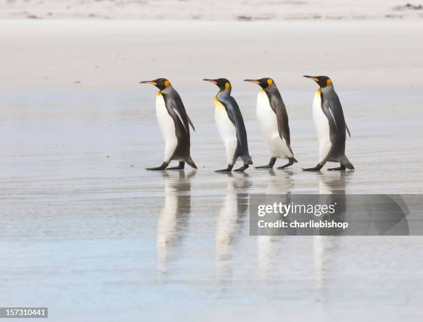 four king penguins on a beach - waddling stock pictures, royalty-free photos & images