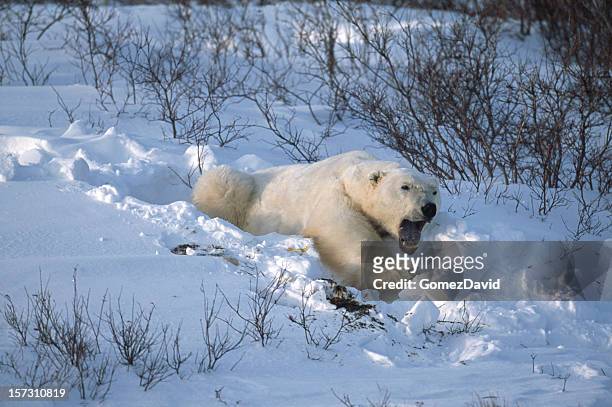 polar bear stretching out in fresh snow. - bear lying down stock pictures, royalty-free photos & images