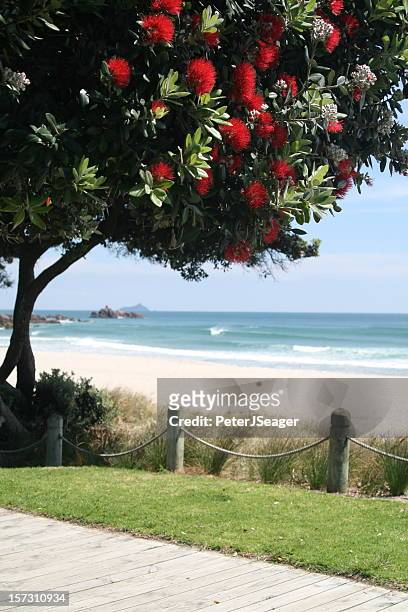 pohutakawa tree in bloom - mount maunganui stock pictures, royalty-free photos & images