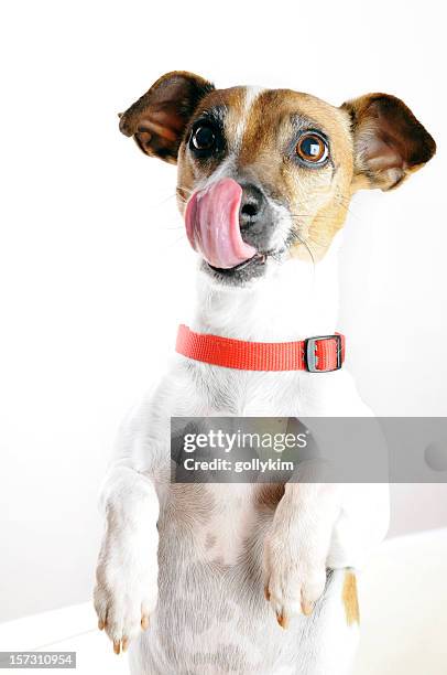 begging - jack russell terrier stock pictures, royalty-free photos & images