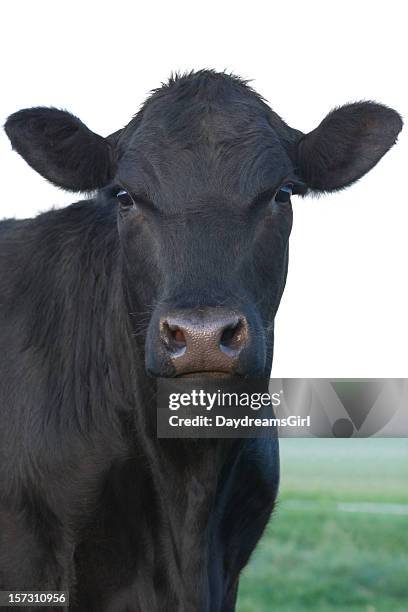 angus-rindsleder - angus cattle stock-fotos und bilder