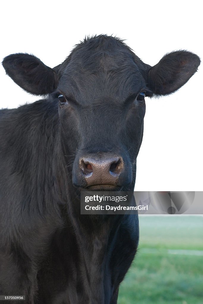 Angus Cow