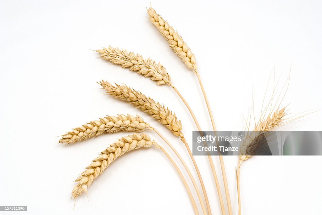 Six stems of wheat on a white background