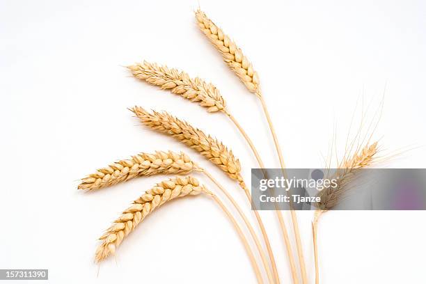 six stems of wheat on a white background - tarwe stockfoto's en -beelden