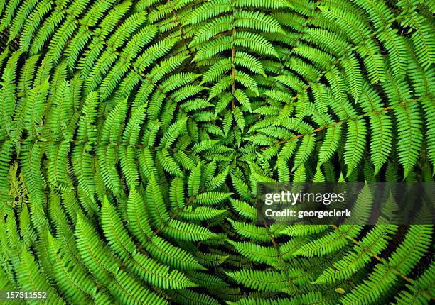 fern cercle fond - macrophotographie photos et images de collection