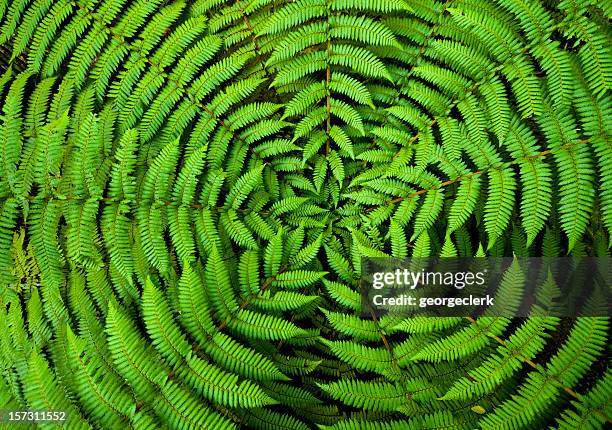 fern circle background - abstract nature stock pictures, royalty-free photos & images