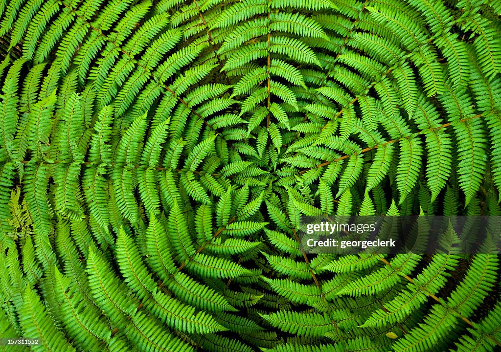 Fern Circle fundo