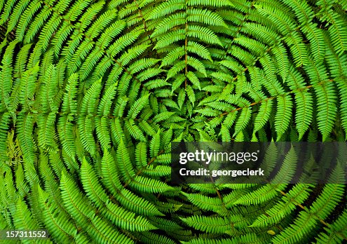 Fern Circle fundo Fern Circle fundo
