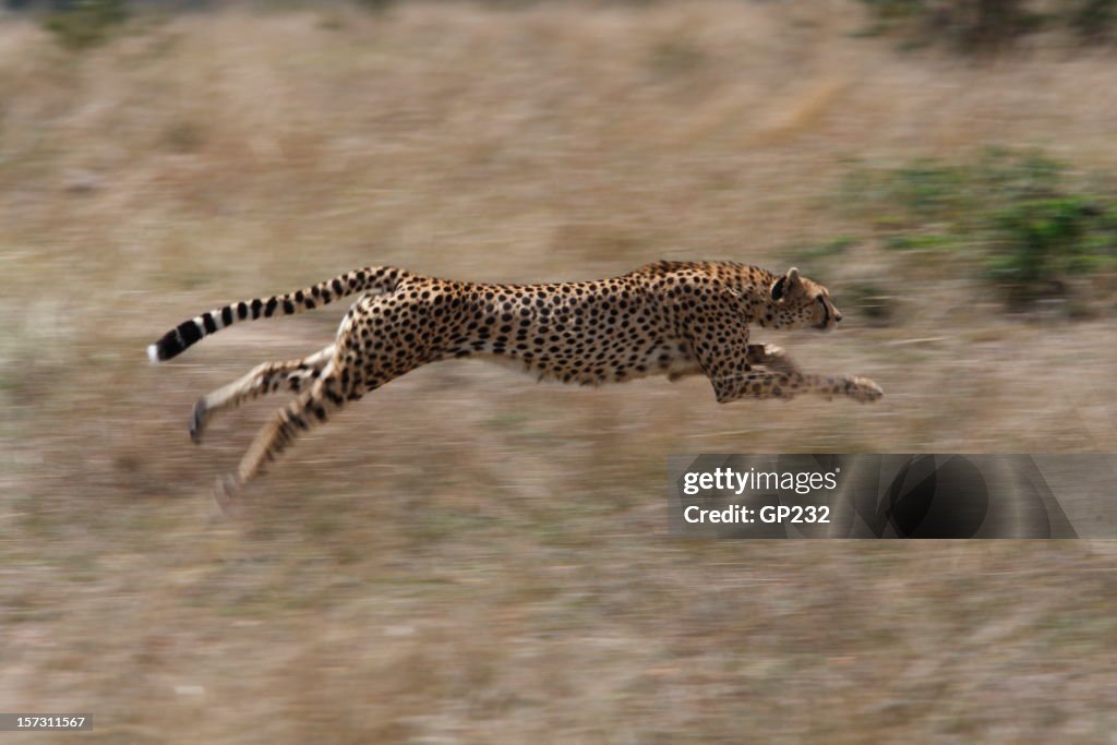 Cheetah hunting