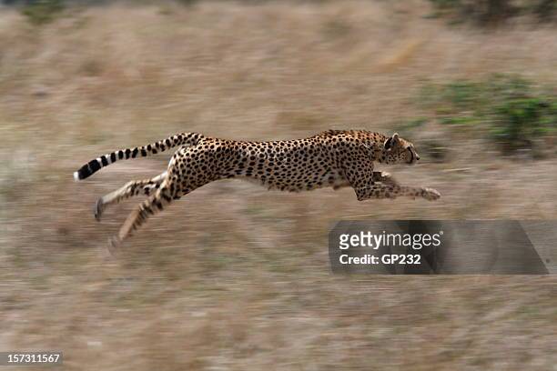 cheetah hunting - cheetah running stock pictures, royalty-free photos & images