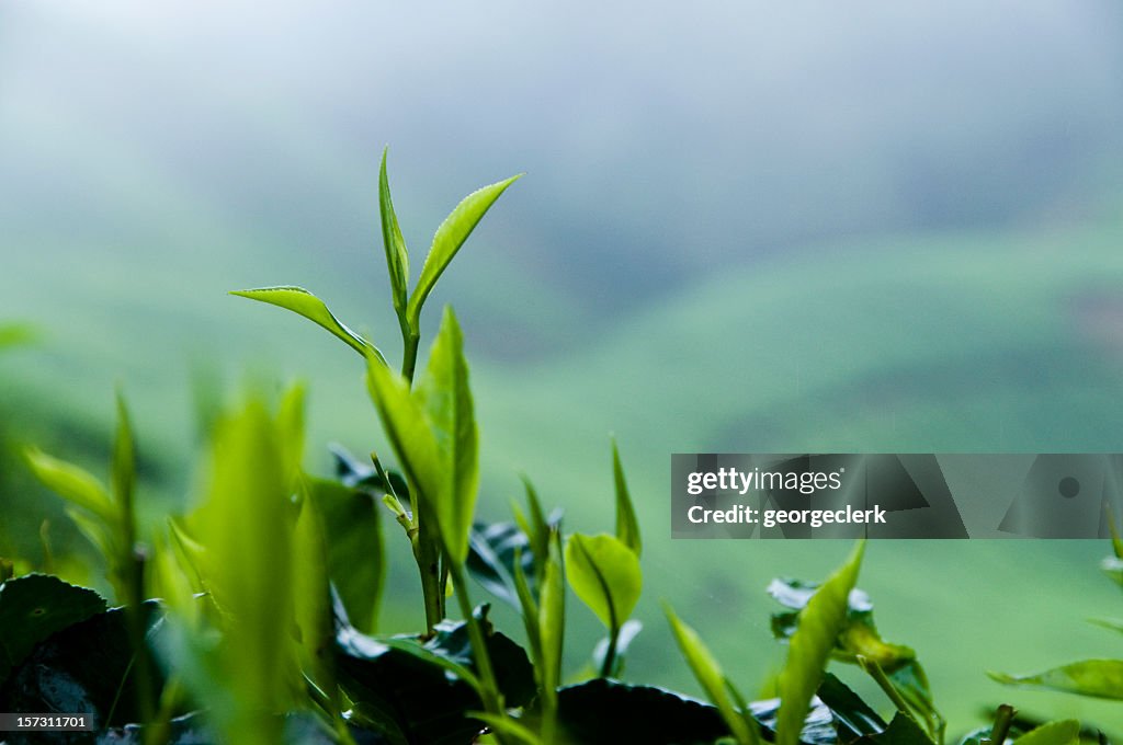 Fresh Tea Growth