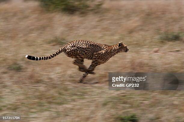 ghepardo caccia - cheetah foto e immagini stock