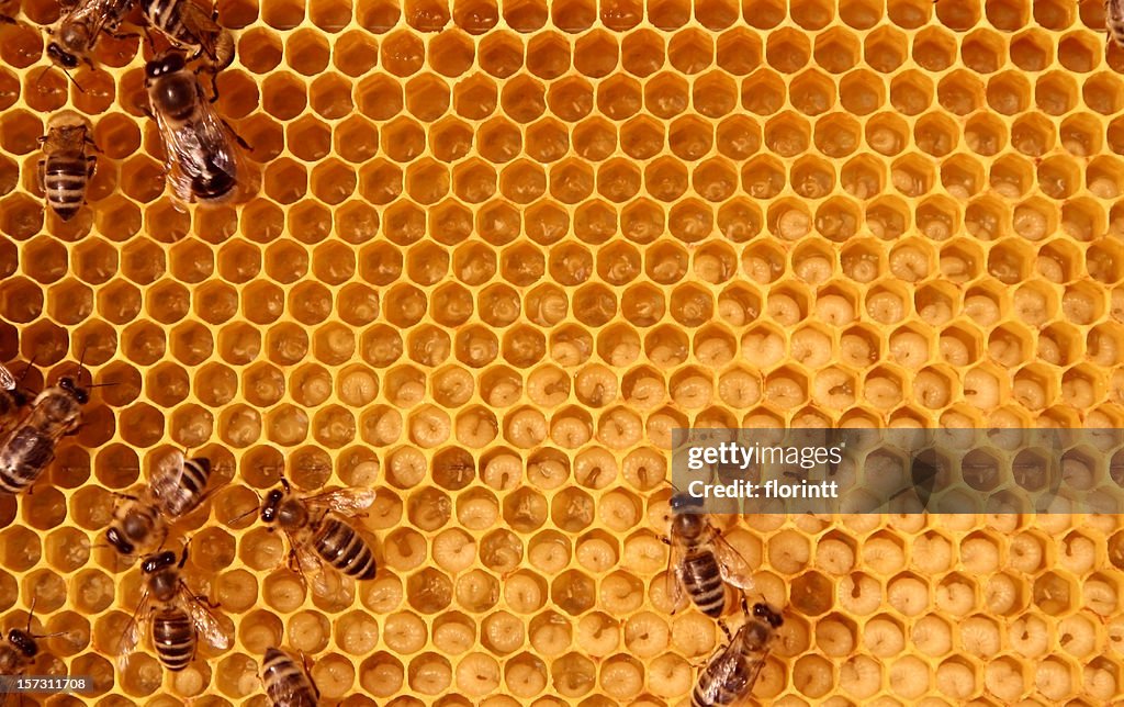 Im der Bienenstock
