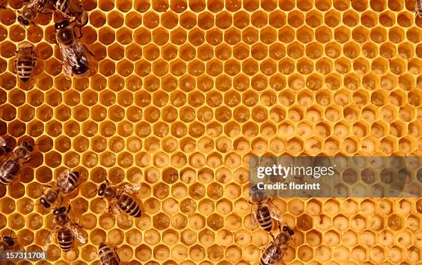 dentro de una abeja-hive - colmena fotografías e imágenes de stock