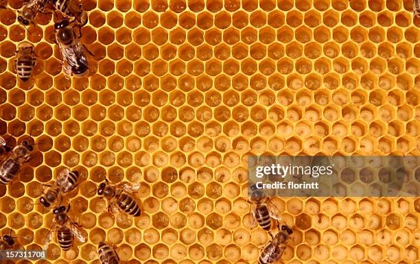 inside the bee-hive - hexagon stock pictures, royalty-free photos & images