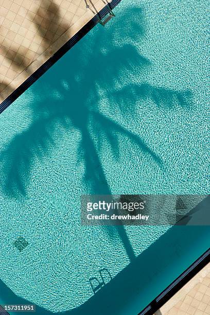 palm tree and pool, birds eye-view. - palm tree lights stock pictures, royalty-free photos & images