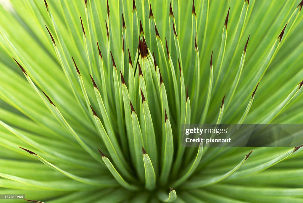 Spiky Plant