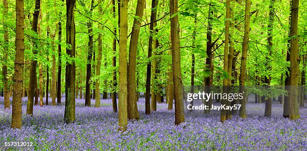 bluebell panoramic - can't see the wood for the trees stock pictures, royalty-free photos & images