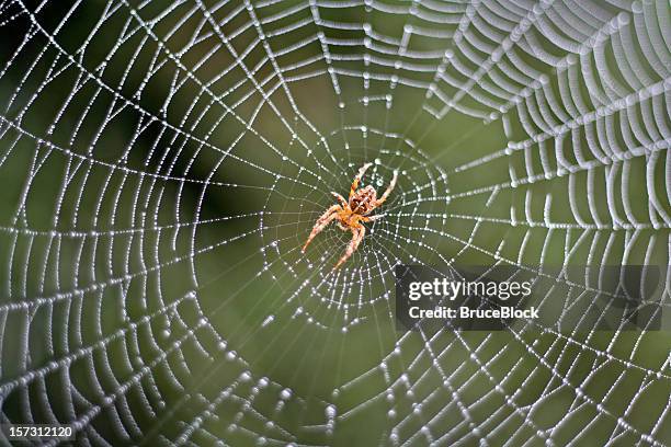 spider in a dew covered web - spider stock pictures, royalty-free photos & images