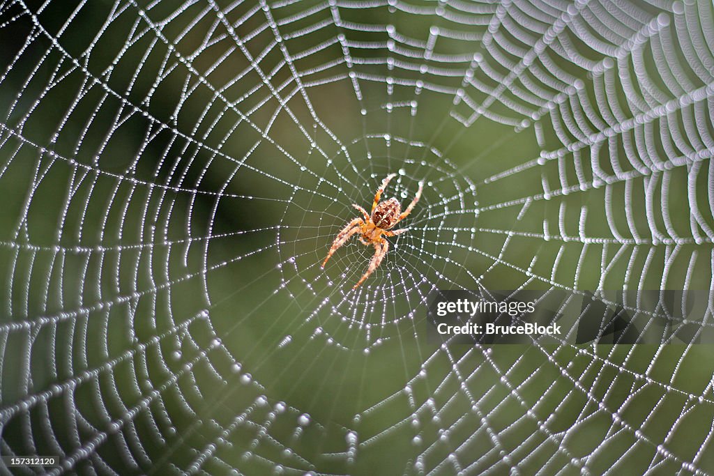 Spider in a Dew Covered Web